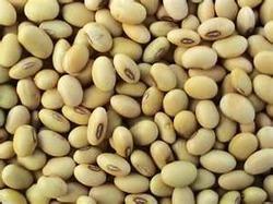 Organic Soybeans Seed, for Cooking, Packaging Type : Plastic Bags