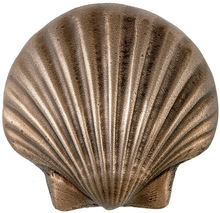 natural sea shell