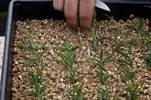 VERALITE agriculture vermiculite