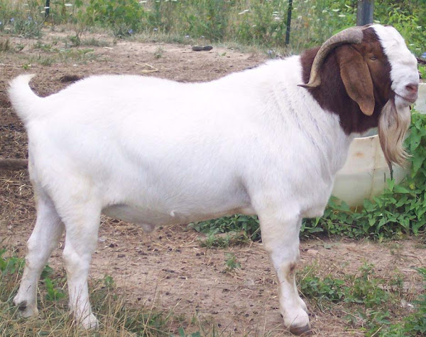 Boer goat