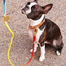 Dog rope, Size : XS.S.M.L.XL