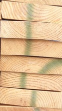 Chile pine wood