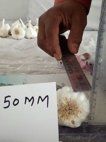Garlic 50 mm, Certification : ISO