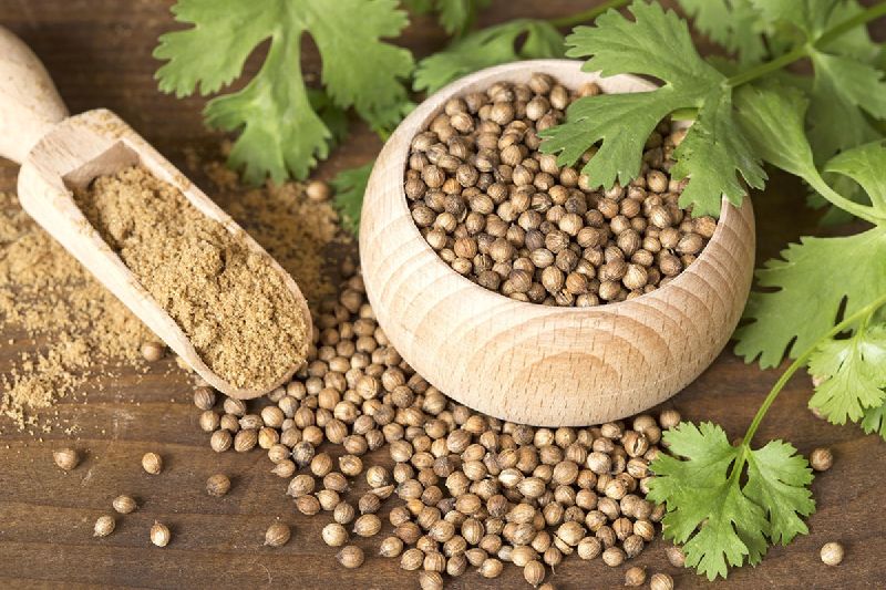 Fresh Coriander seeds, for Cooking, Food, Packaging Type : Plastic Packets