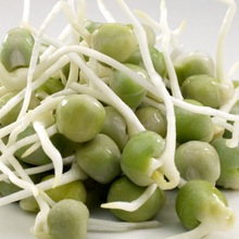 Sproutamins Pea Sprouts, Shelf Life : 10 Days