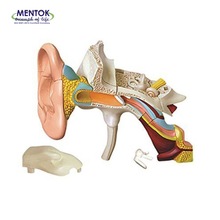 Human plastic ear model education display ear model
