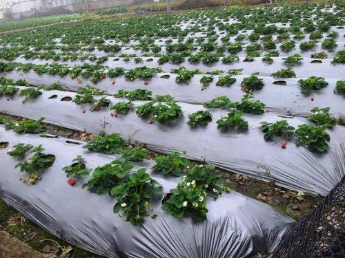 Biodegradable Mulch Film, Length : 400 Meter