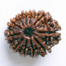 Organic Material 11 Mukhi Rudraksha