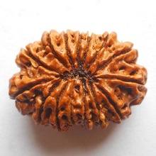 Fifteen mukhi rudraksha