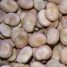 Common Broad Beans Dried, Packaging Type : Bulk, 25 kilos bags