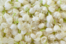 Fresh Jasmine Flower, Occasion : Wedding