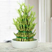 Lucky bamboo three stage with jar