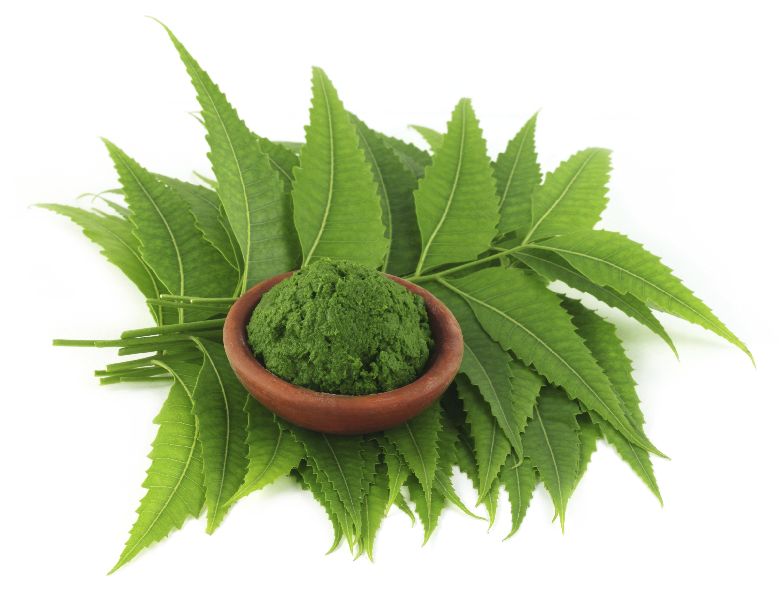 Fresh organic neem leaves and powder Manufacturer in Erode Tamil ...