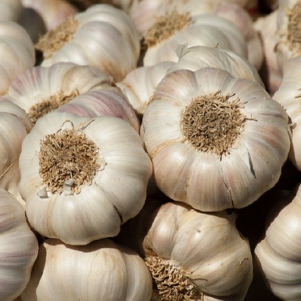  Common garlic, Color : White