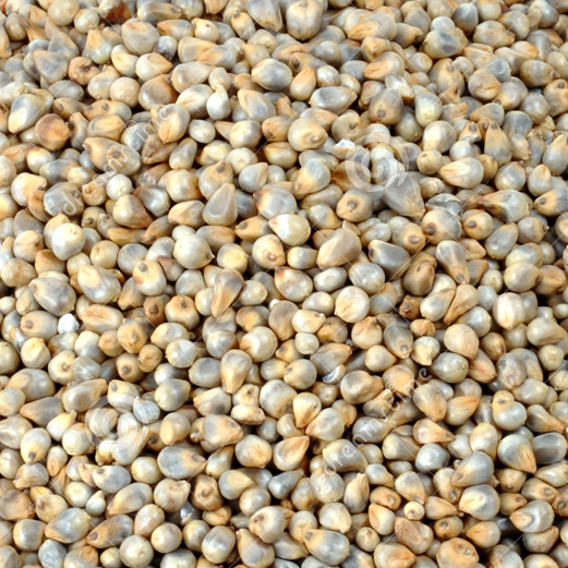 Organic Pearl Millet, for Cattle Feed, Cooking, Style : Dried