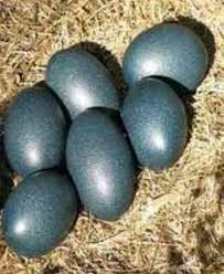 Kadaknath eggs, Packaging Type : Paper Tray