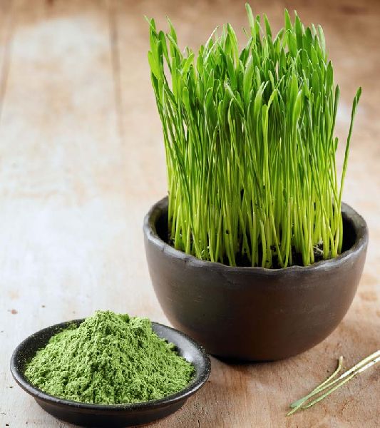 Wheatgrass & Nutri Root Powder, Color : Green