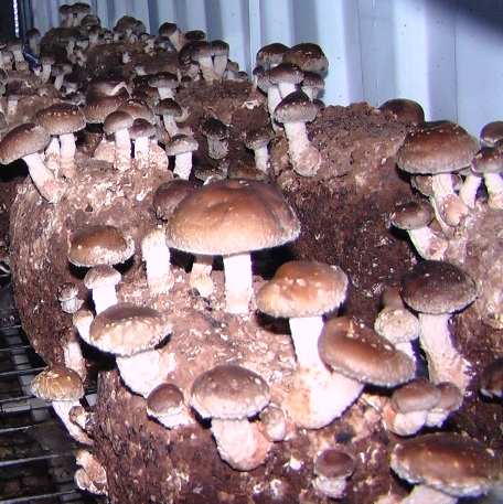 shiitake mushrooms spawn