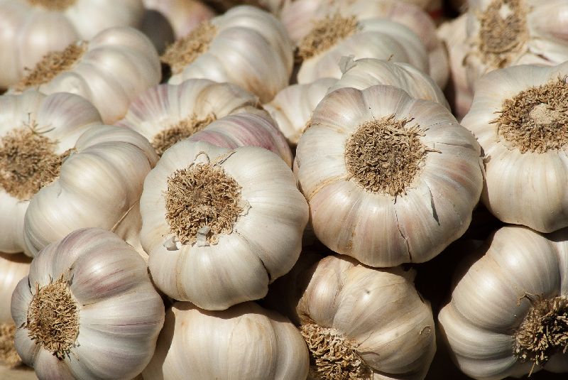 Organic fresh garlic, for Cooking, Fast Food, Snacks, Style : Solid