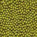 SAVISORTEX Common Mung Beans, Style : Fresh