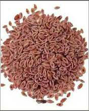 PLANTAGO Psyllium Seeds