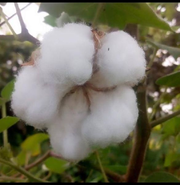 raw-cotton-buy-raw-cotton-for-best-price-at-inr-100-kilogram-approx