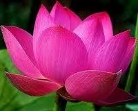 pink lotus absolute