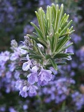 Rosemary Oil, Certification : CE, GMP, MSDS, COA