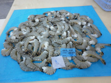 Frozen Hlso Black Tiger Shrimps