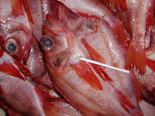 Frozen Red Fish