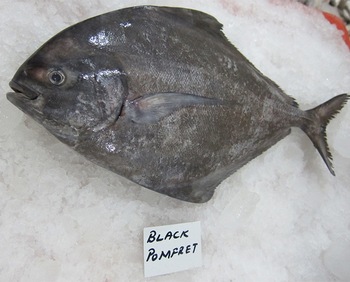 Fresh Black Pomfret Fish