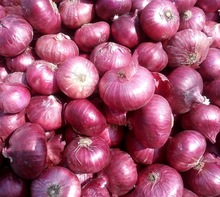 BEFO Common red onion, Certification : ISO