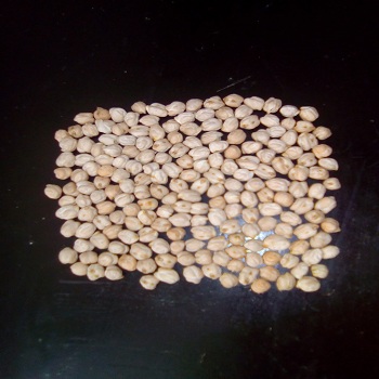High Quality Indian Dried Chickpeas