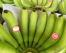 Common Green Banana, Certification : APEDA