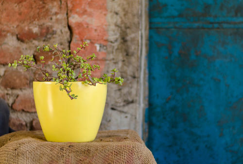 Round Polished Hummingbird Flower Pot, for Plantation, Style : Modern
