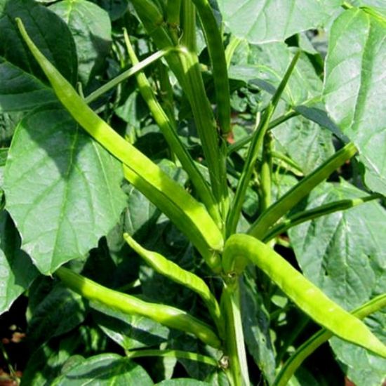 Cluster Bean Plant