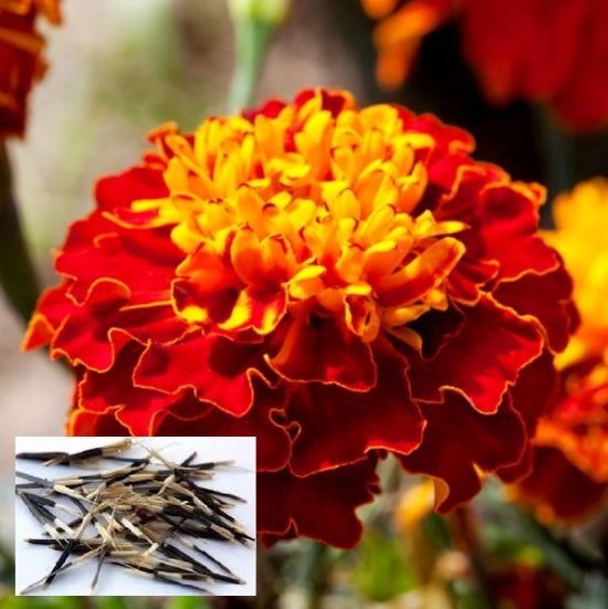 Organic French Marigold Seed, for Agriculture, Medicinal, Style : Dried