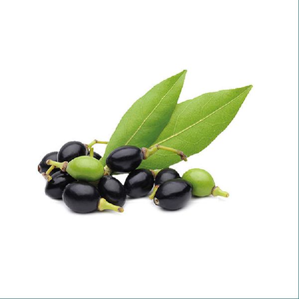 laurel berry oil