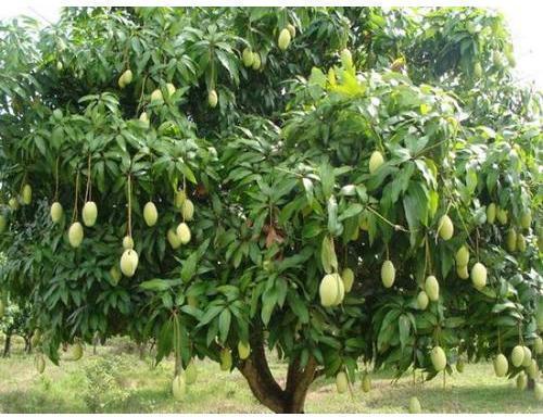 Natural Mango Plants, Color : Green