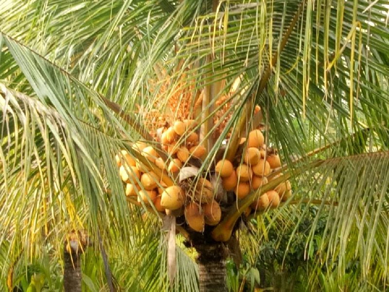 Orange Dwarf Coconut Plants at Best Price in North 24 Parganas ...