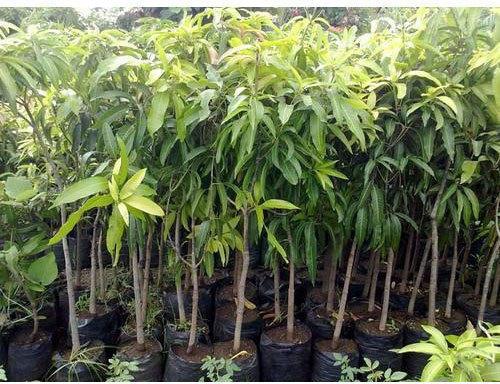 Organic Mango Plants