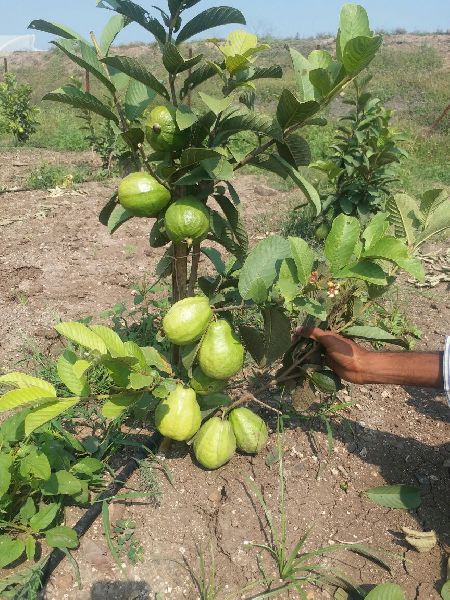 Thai 7 Guava Plants