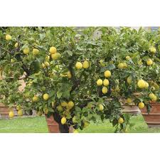 Yellow Seedless Lemon Plants, Size : Medium, Large