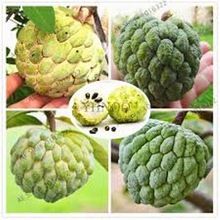 Custard Apple Seed