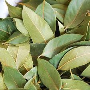 Bay Leaf Oil