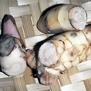 Galangal Oil