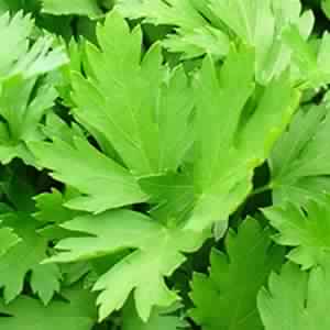 Parsley Floral Water