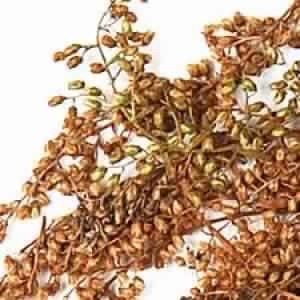 Wormwood Oil