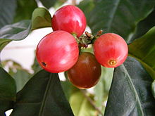 green coffee beans