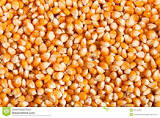Round Corn Seeds, for Animal Food, Bio-fuel Application, Human Food, Making Popcorn, Style : Dried